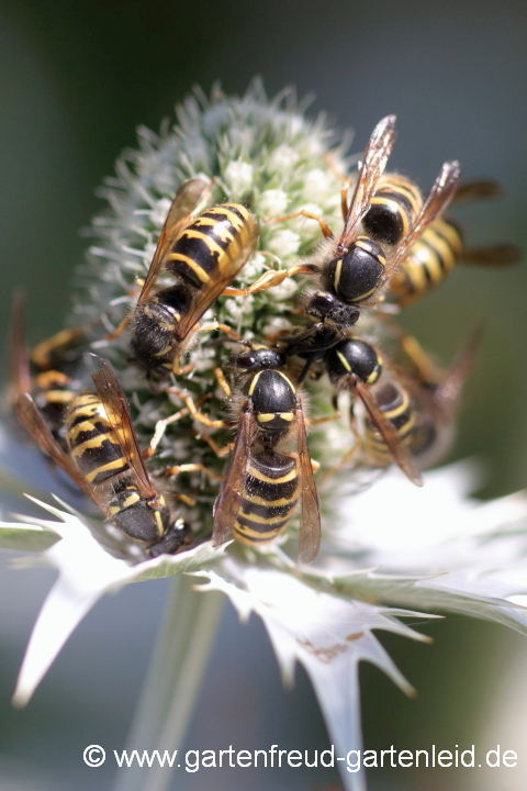 Wespe auf Eryngium giganteum