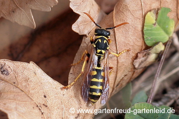 Feldwespe (Polistes dominula)