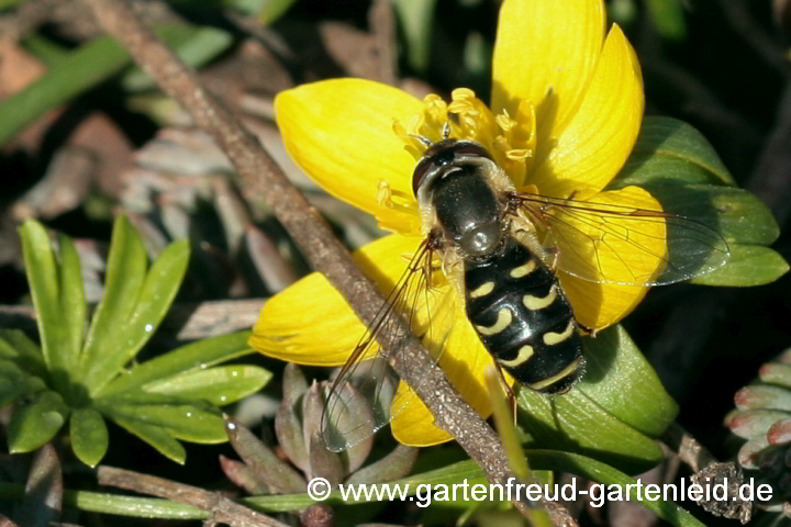 Frühe Großstirnschwebfliege (Scaeva selenitica) auf Eranthis hyemalis (Winterling)