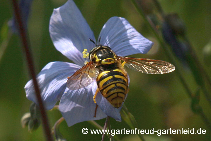 Gemeine Wespenschwebfliege (Chrysotoxum cautum) auf Linum perenne (Stauden-Lein)