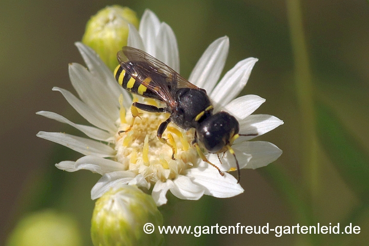 Grabwespe (Ectemnius spec.) auf Solidago ptarmicoides (Weiße Goldrute)