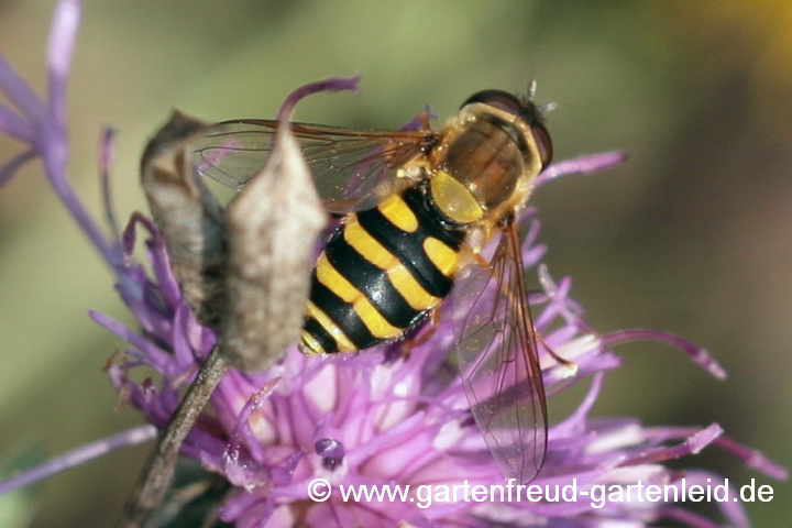 Große Schwebfliege (Syrphus ribesii) auf Centaurea scabiosa (Skabiosen-Flockenblume)