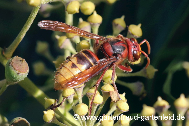 Hornissen-Weibchen (Vespa crabo) auf Efeu-Blüten