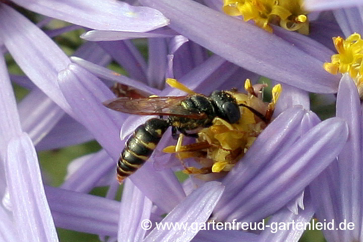 Knotenwespe (Cerceris spec.) auf Galatella sedifolia 'Nana' (Sedumblättrige Aster)