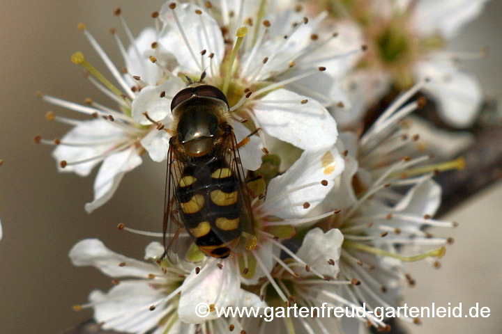 Mondfleck-Feldschwebfliege (Eupeodes luniger) auf Prunus spinosa (Schlehe)