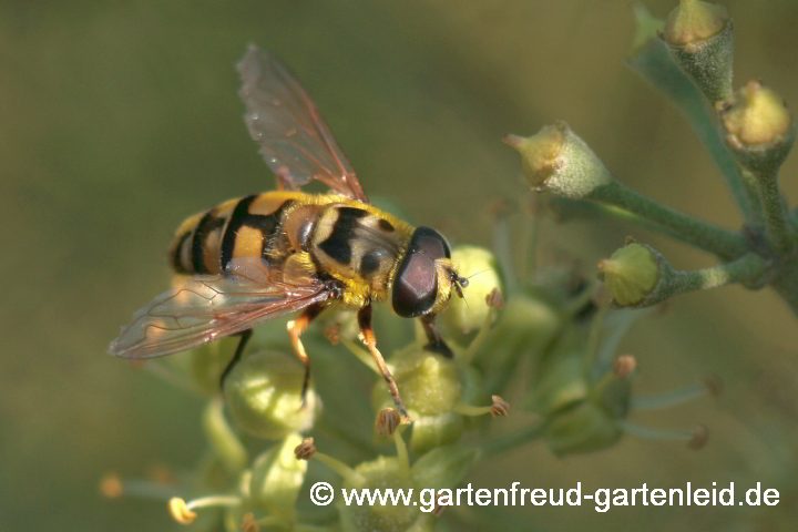 Totenkopfschwebfliege (Myathropa florea) auf Hedera helix (Efeu)