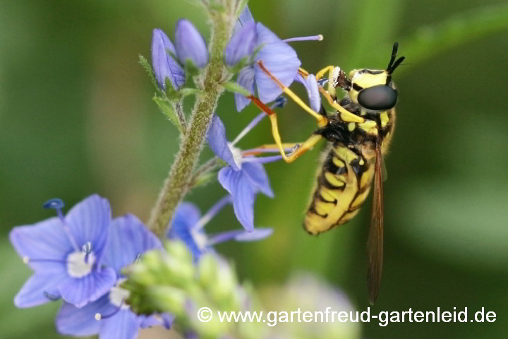 Verralls Wespenschwebfliege (Chrysotoxum verrallii) auf Veronica teucrium (Großer Ehrenpreis)