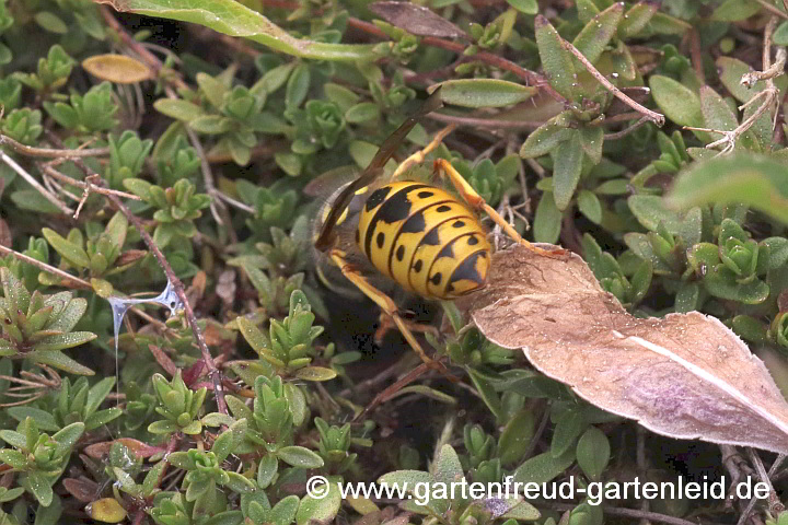 Vespula germanica (Deutsche Wespe, Königin) entert ihr Nest in altem Mäusekessel