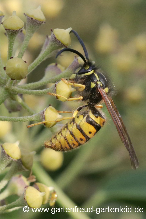Wespen-Männchen (Drohne) auf Efeu-Blüten