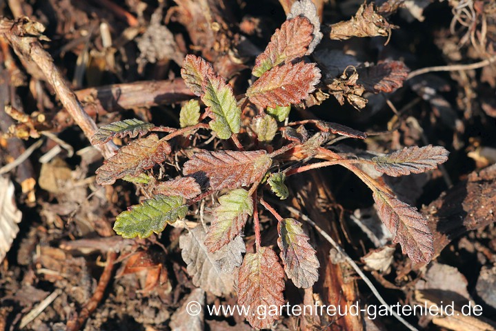 Winterschaden an Dryas x suendermannii – Garten-Silberwurz