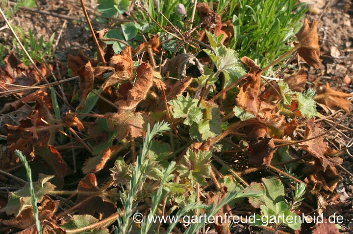 Winterschaden an Heuchera villosa 'Autumn Bride' – Weißblütiges Purpurglöckchen