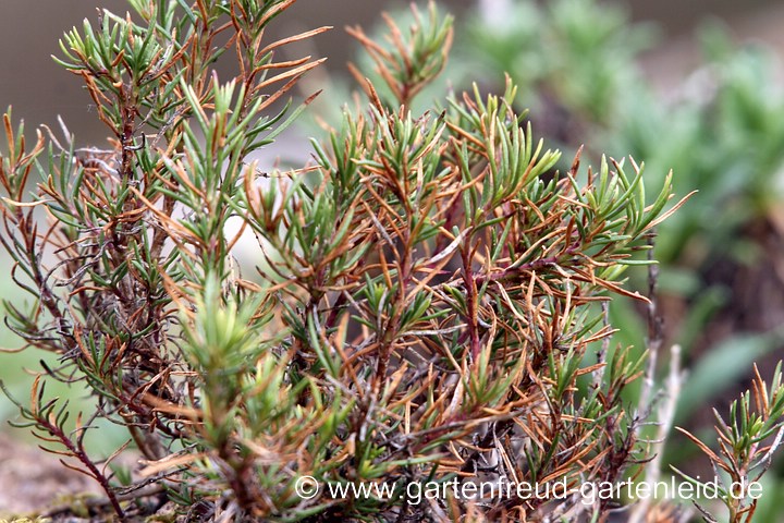 Winterschaden an Penstemon pinifolius – Pinienblättriger Bartfaden