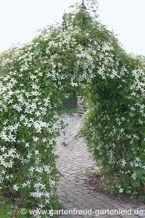 Clematis montana 'Wilsonii' (Berg-Waldrebe) berankt einen Rosenbogen
