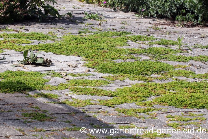 Herniaria glabra (Kahles Bruchkraut) im Pflaster