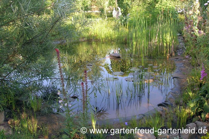 Gartenteich