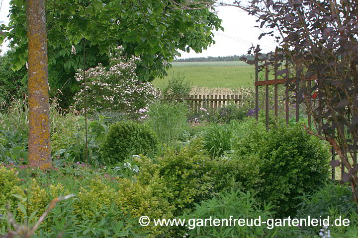 Buxus 'Suffruticosa' und Physocarpus 'Diavolo' (re), im Hintergrund Abelia mosanensis