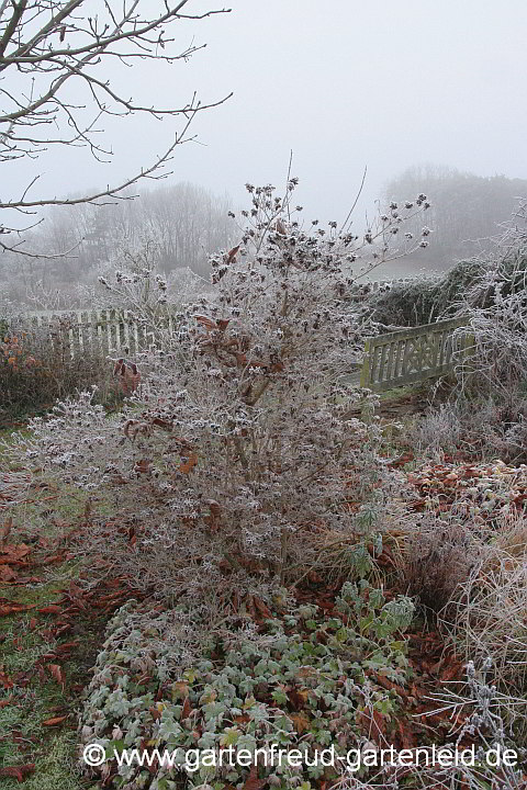 Winterliches Staudenbeet mit Abelia mosanensis  (Koreanische Abelie)