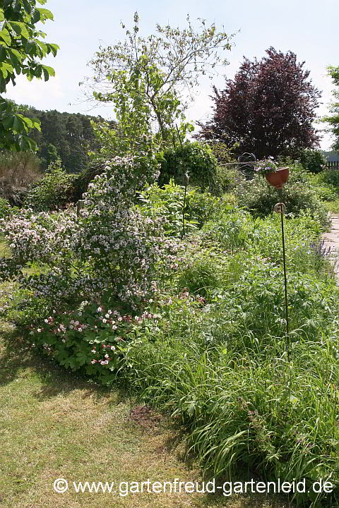 Sommerliches Staudenbeet mit Abelia mosanensis (Koreanische Abelie)