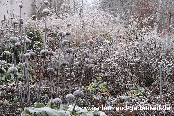 Winterstimmung im Garten mit Phlomis russeliana