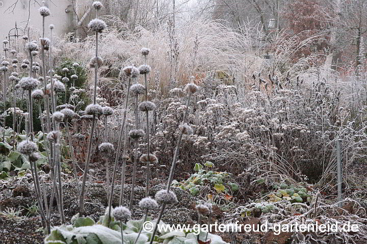 Winterstimmung im Garten mit Phlomis russeliana (Brandkraut)