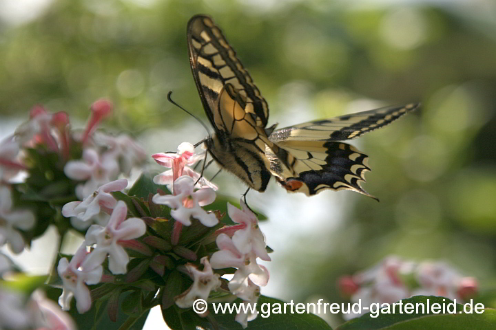 Abelia mosanensis (Koreanische Abelie) mit Schwalbenschwanz