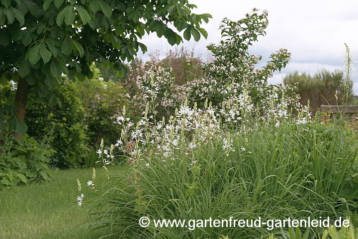 Abelia mosanensis (Koreanische Abelie) mit Anthericum liliago (Astlose Graslilie)