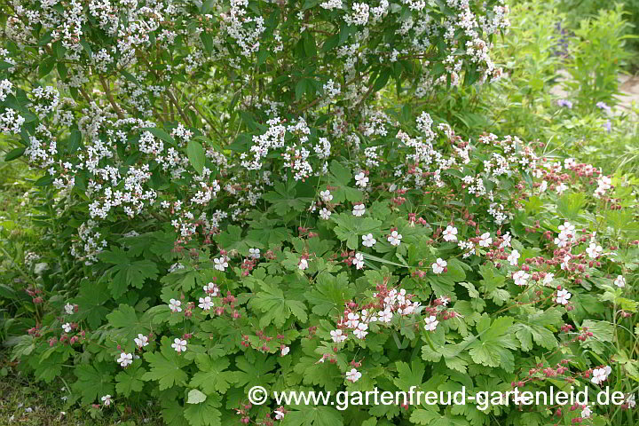 Abelia mosanensis mit Geranium macrorrhizum 'Spessart'