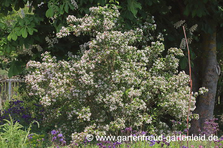 Abelia mosanensis – Koreanische Abelie