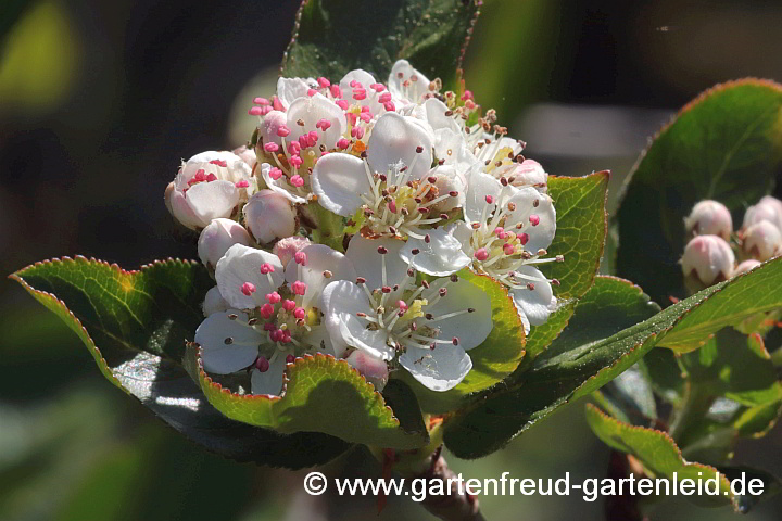 Aronia melanocarpa – Schwarze Apfelbeere, Blüten