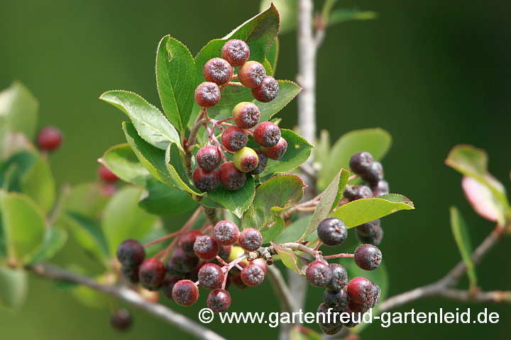 Aronia melanocarpa – Schwarze Apfelbeere, Früchte