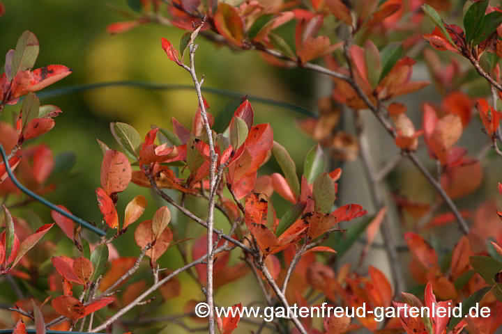 Aronia melanocarpa – Schwarze Apfelbeere im Herbst