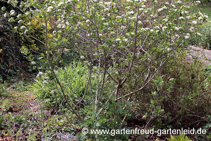 Aronia melanocarpa – Schwarze Apfelbeere