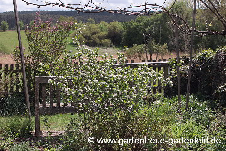 Aronia melanocarpa – Schwarze Apfelbeere