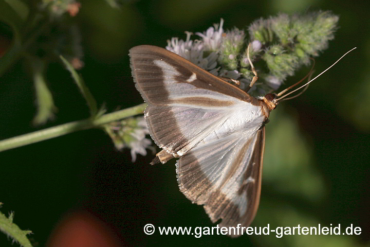 Buchsbaumzünsler (Cydalima perspectalis)