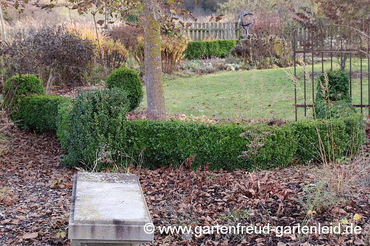 Buchshecken mit Buxus sempervirens 'Suffruticosa' – Einfassungs-Buchs