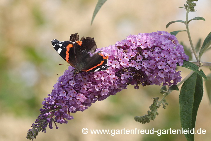 Buddleja davidii mit Admiral (Vanessa atalanta)