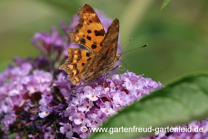 Buddleja davidii mit C-Falter (Nymphalis c-album)