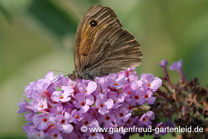 Buddleja davidii mit Großem Ochsenauge (Maniola jurtina)