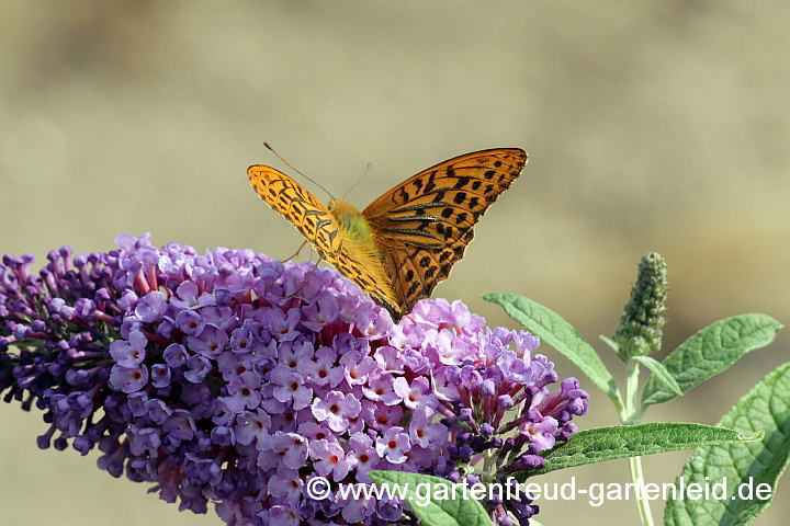 Buddleja davidii mit Kaisermantel (Argynnis paphia)