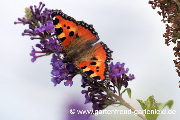 Buddleja davidii mit Kleinem Fuchs (Aglais urticae)