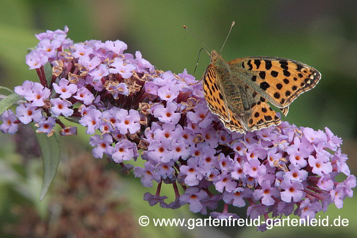 Buddleja davidii mit Kleinem Perlmutterfalter (Issoria lathonia)