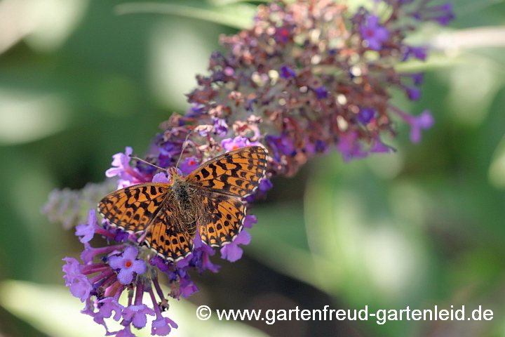 Buddleja davidii mit Magerrasen-Perlmutterfalter (Boloria dia)