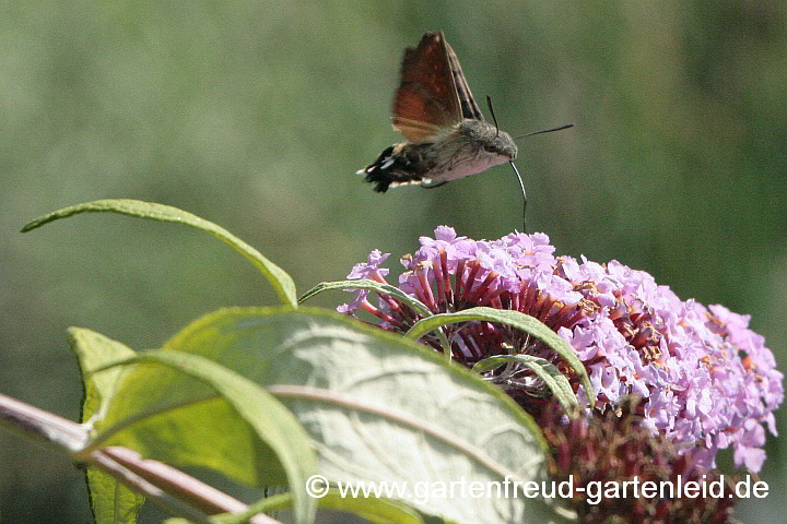 Buddleja davidii mit Taubenschwänzchen (Macroglossum stellatarum)