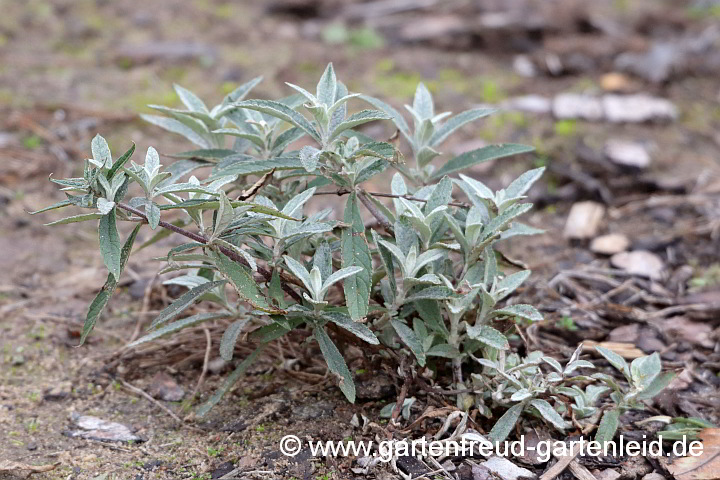 Buddleja davidii – Sommerflieder, Schmetterlingsstrauch, Sämling