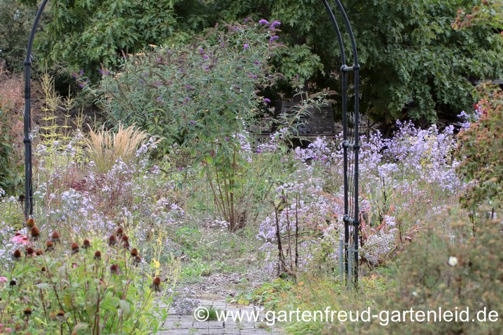 Buddleja davidii &ndash; Sommerflieder in Staudenpflanzung