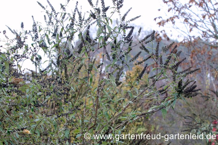 Buddleja davidii &ndash; Sommerflieder, Schmetterlingsstrauch, verbl&uuml;ht