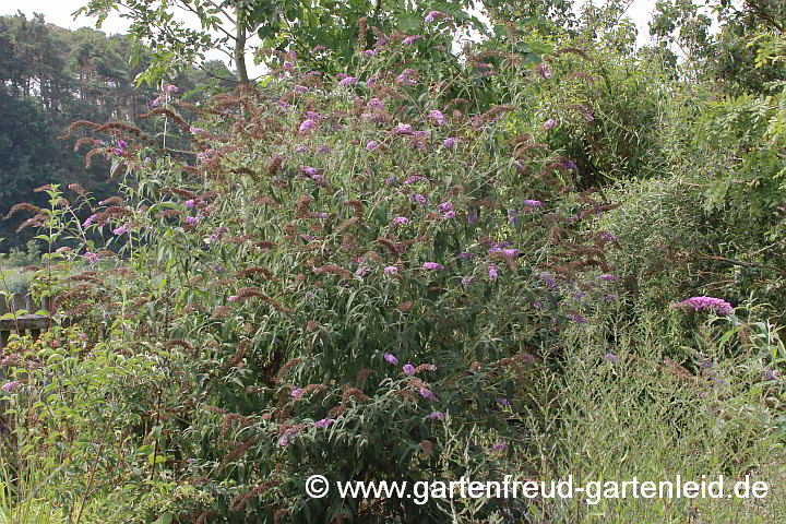 Buddleja davidii – Sommerflieder, Schmetterlingsstrauch