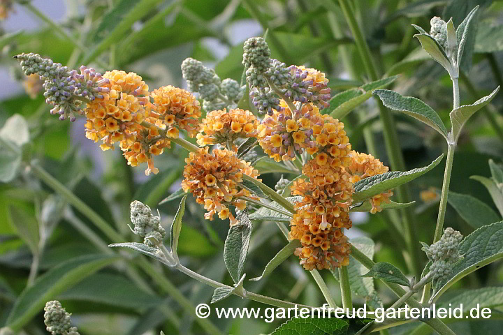 Buddleja x weyeriana 'Sungold' – Sommerflieder, Blütenstände