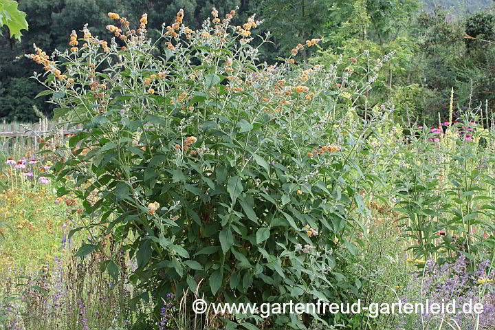 Buddleja x weyeriana – Sommerflieder, Schmetterlingsstrauch