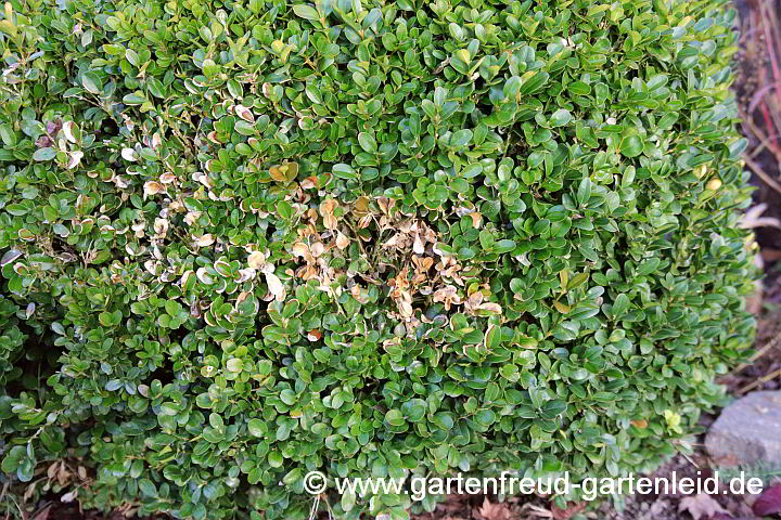 Von Katern “markierter” Buxus sempervirens 'Suffruticosa' – Einfassungs-Buchs